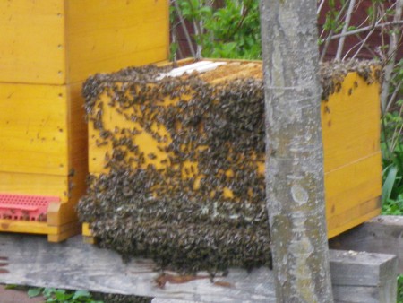 Viele Bienen!