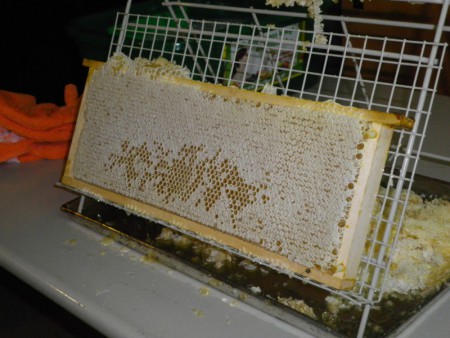 verdeckelte Honigwabe