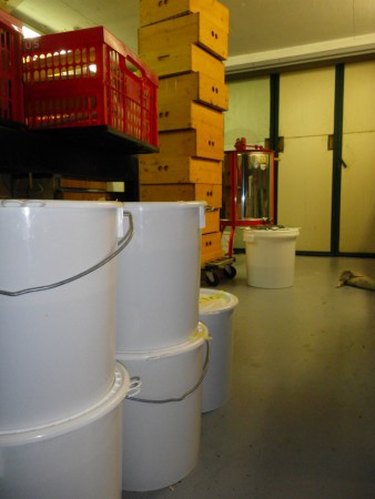 Die ersten 100kg Honig